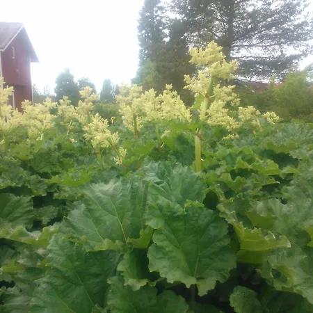 Bed & Breakfast Hyvoelaen Talo Ähtäri
